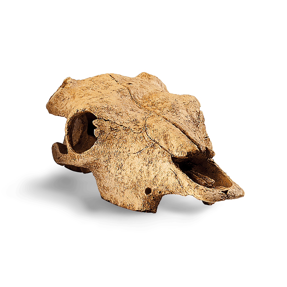 exo-terra-buffalo-skull