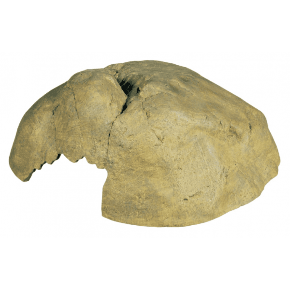 exo-terra-hiding-cave-reptile-hide