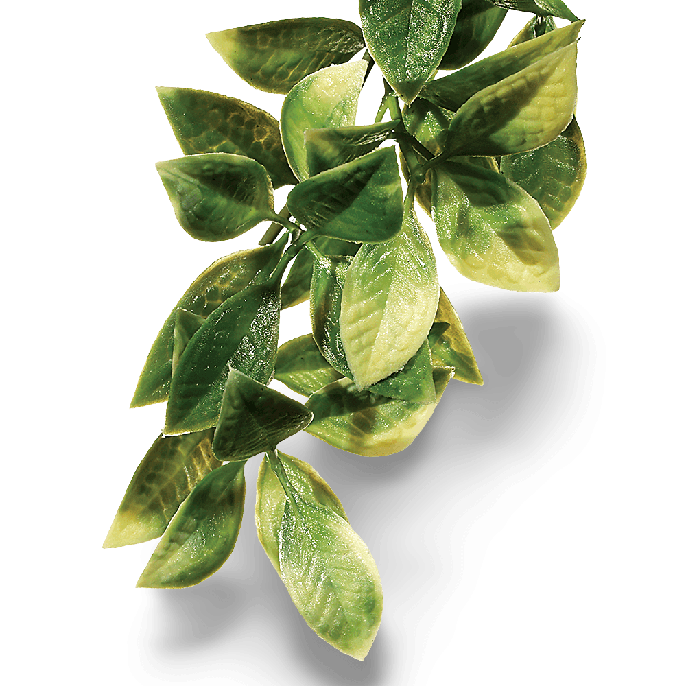 exo-terra-forest-plant-mandarin