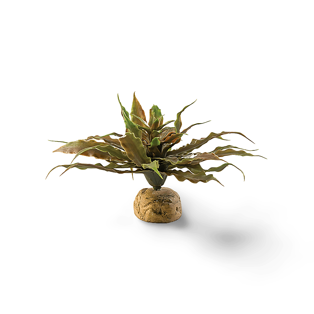 exo-terra-star-cactus