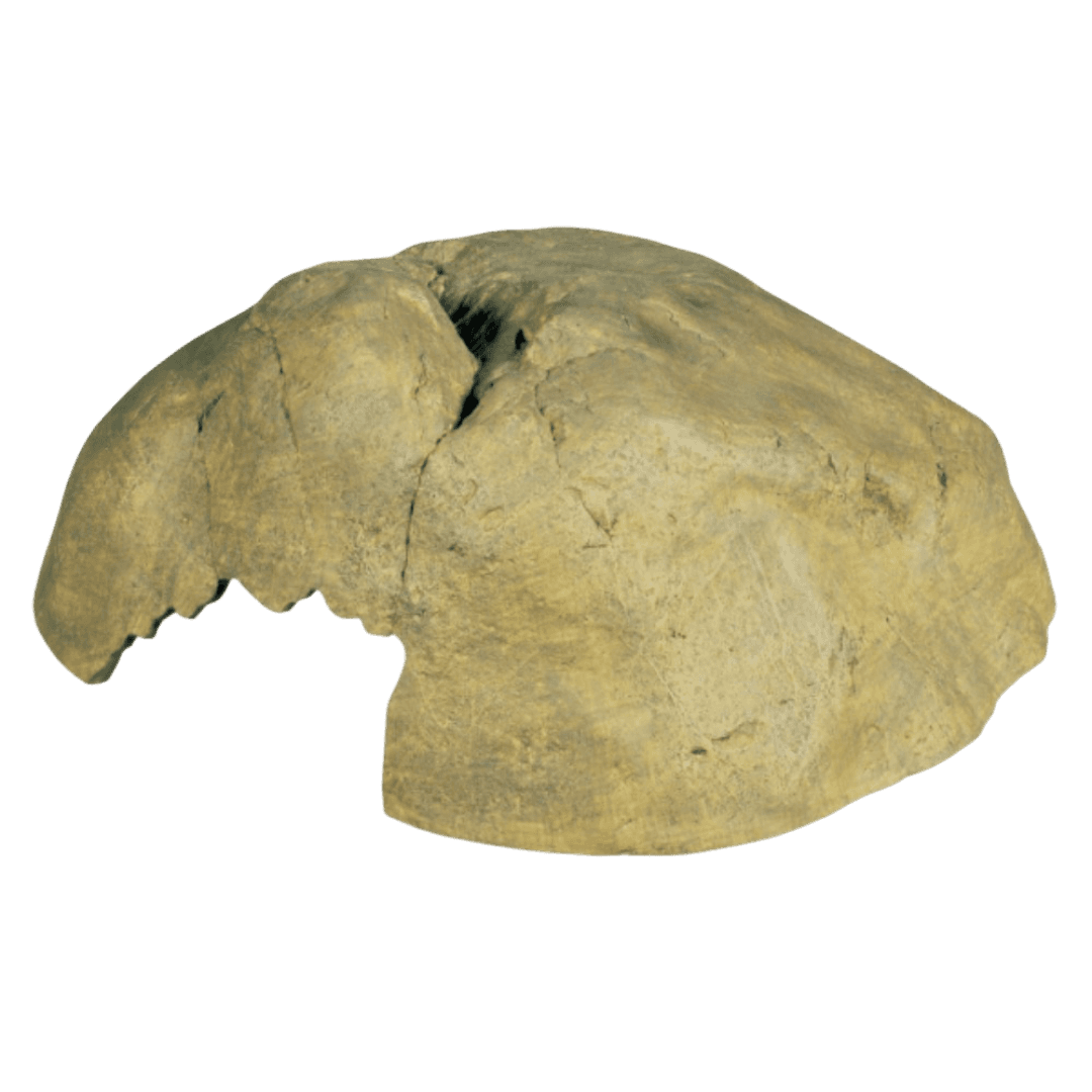 exo-terra-hiding-cave-reptile-hide