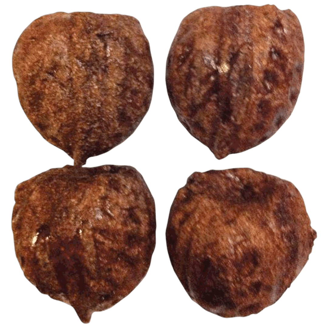 veggie-patch-nibblers-walnut-small-animal-seagrass-chew-treat