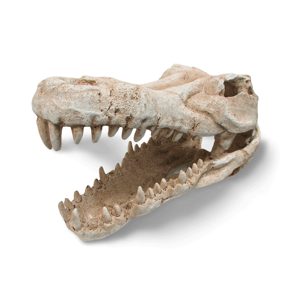 ipetz-croc-skull