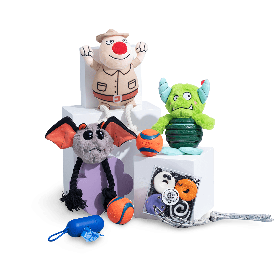 the-curious-chewer-dog-box