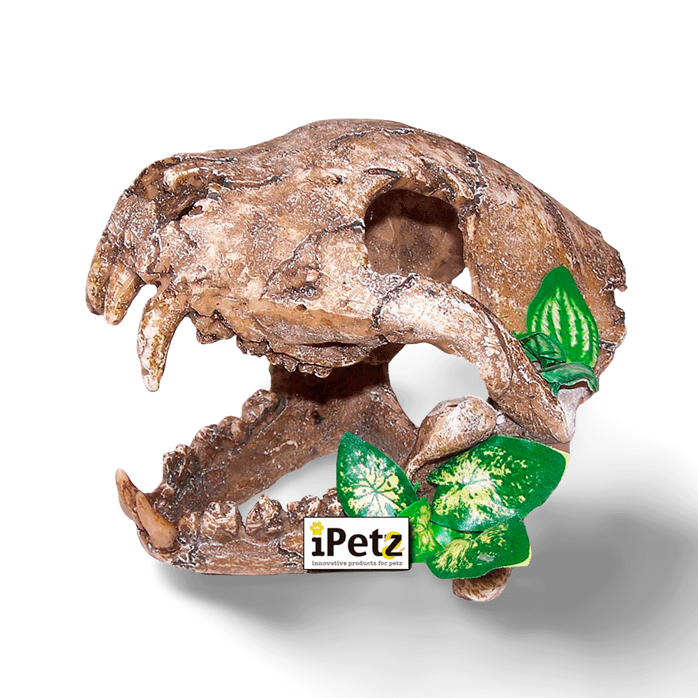 urs-skull-with-big-canines