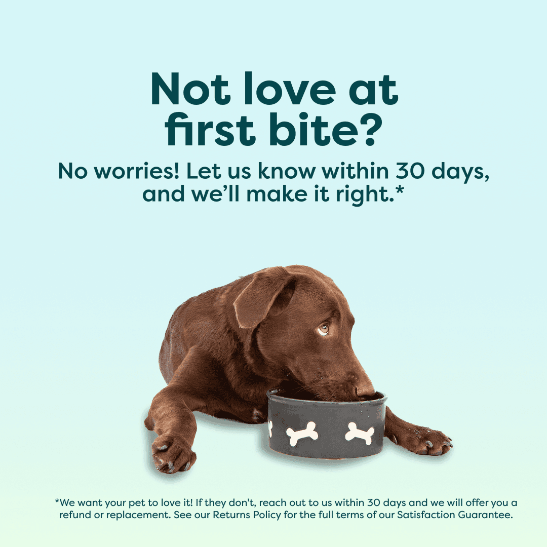Instinctive Bite Lamb & Salmon Air Dried All Lifestages Dry Dog Food