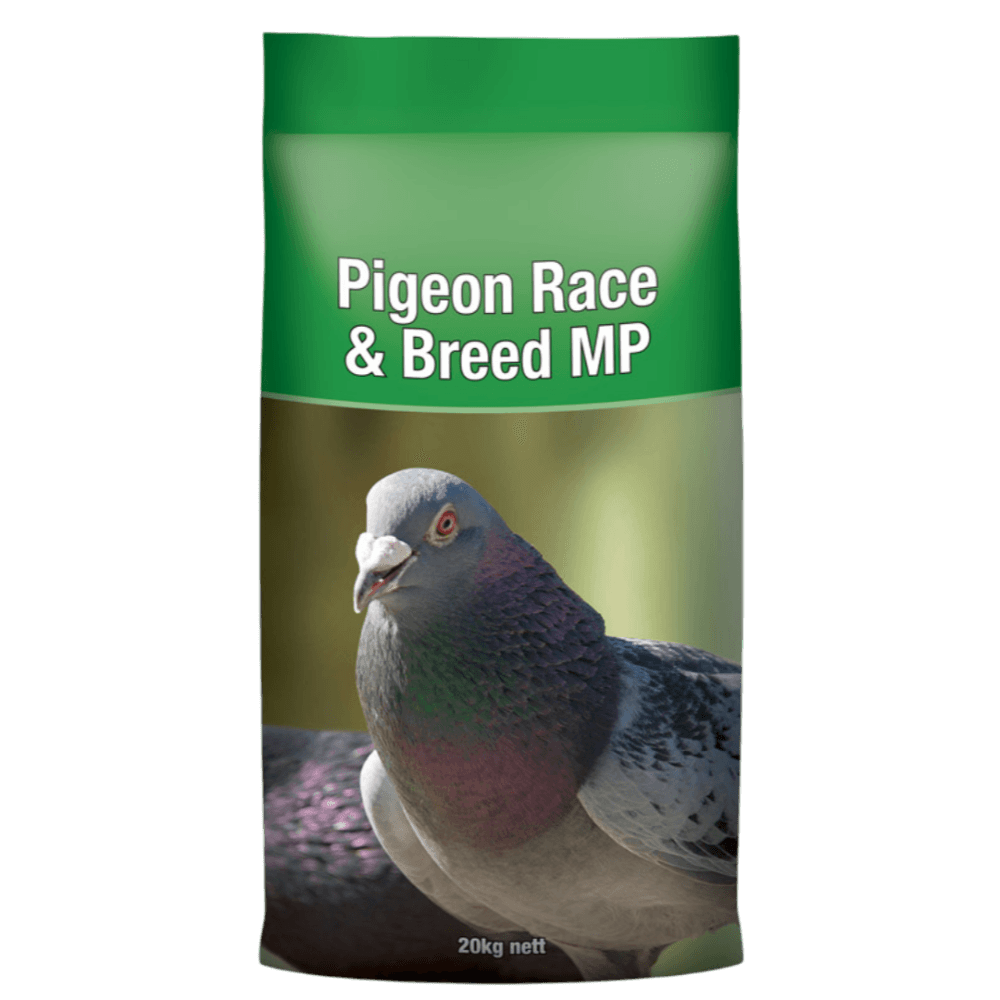 laucke-pigeon-race-and-breed-mp