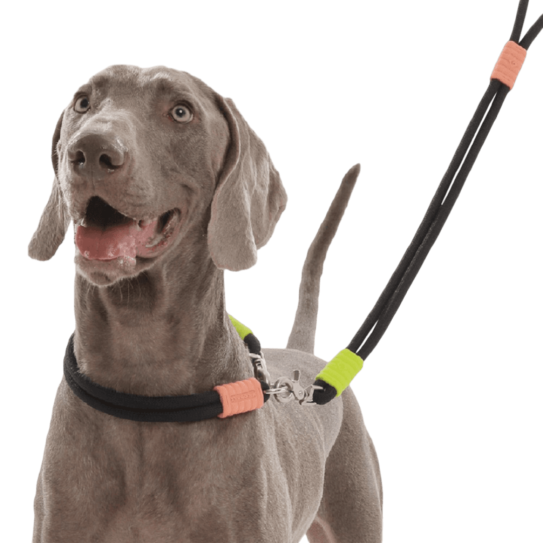 maogou-blue-marshmallow-miqie-dog-leash-black