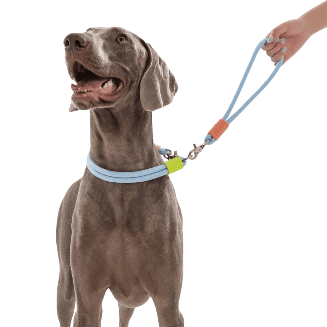 maogou-blue-marshmallow-short-dog-leash-light-blue