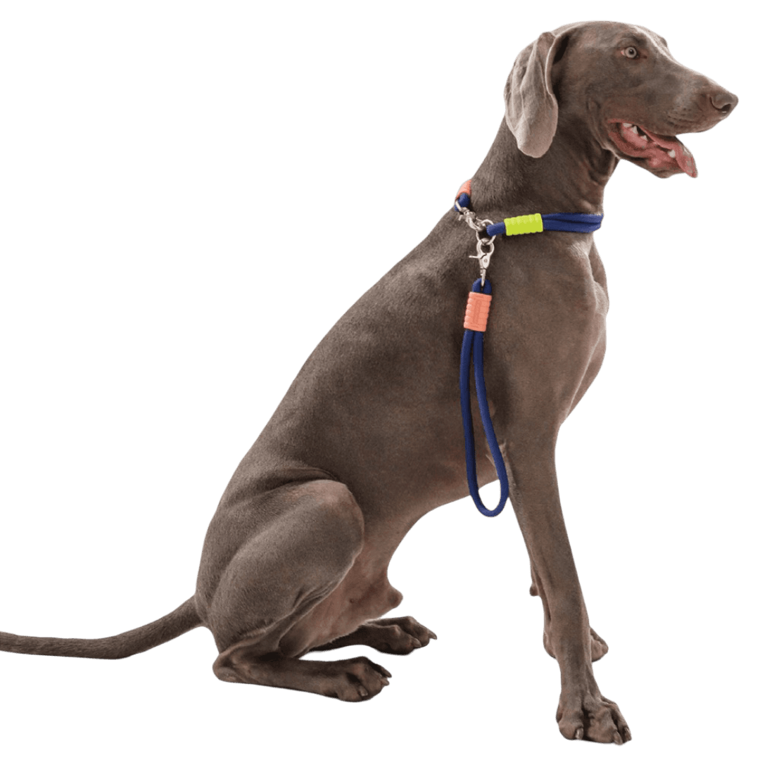 maogou-blue-marshmallow-short-dog-leash-dark-blue