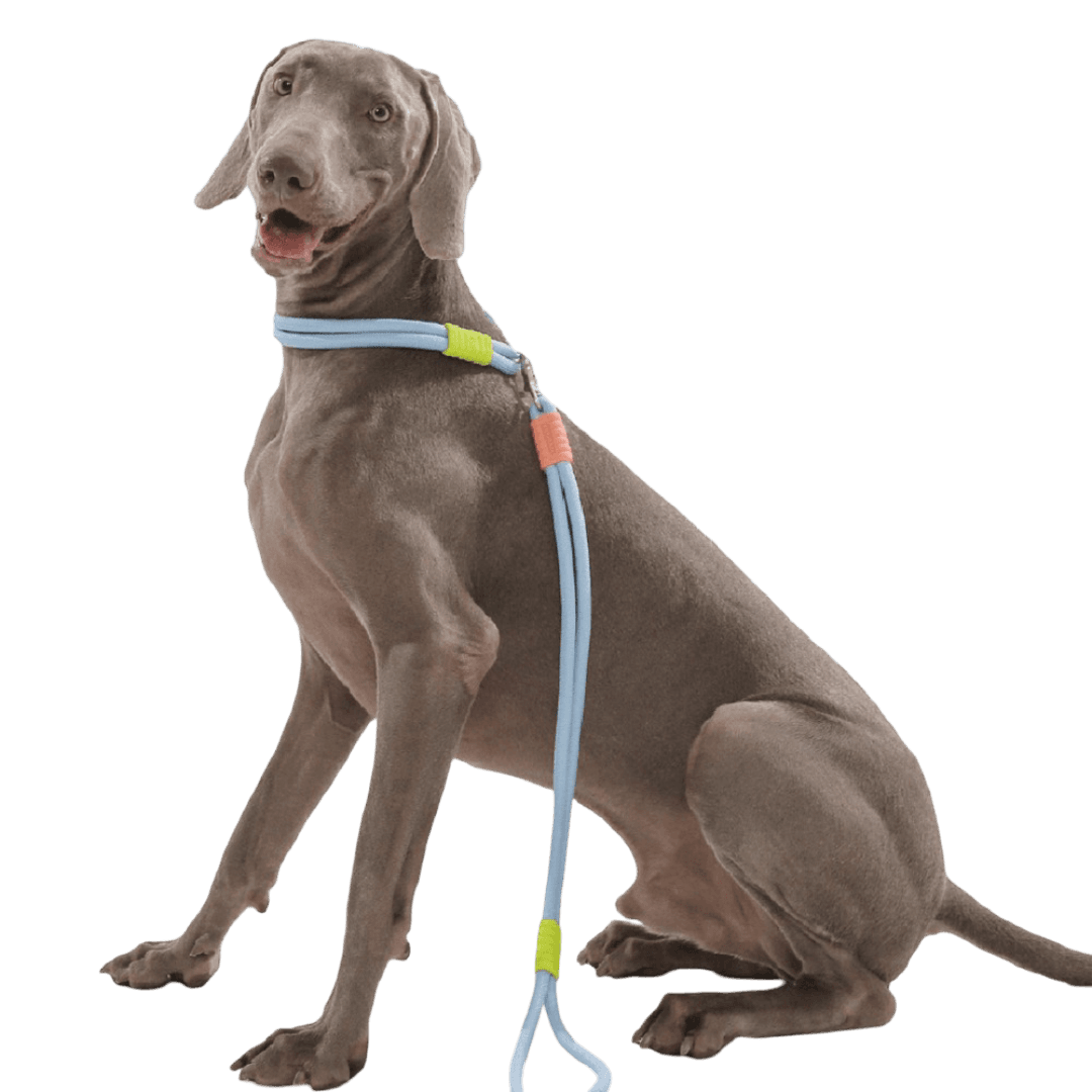maogou-blue-marshmallow-miqie-dog-leash-blue