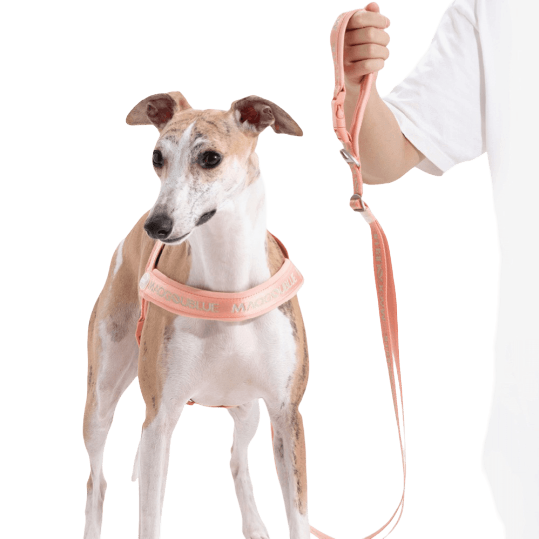 maogou-blue-wind-zinc-dog-leash-peach