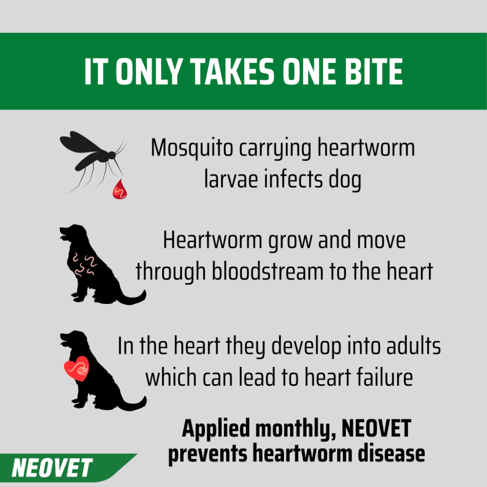 Neovet Flea And Worming For Large Dogs