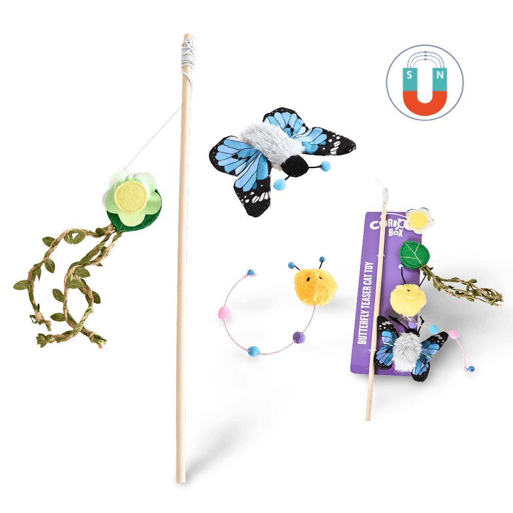 paws-for-life-butterfly-teaser