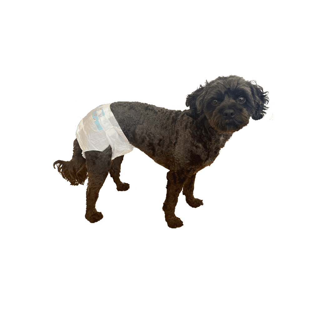 paws-for-life-disposable-diaper-12-pack