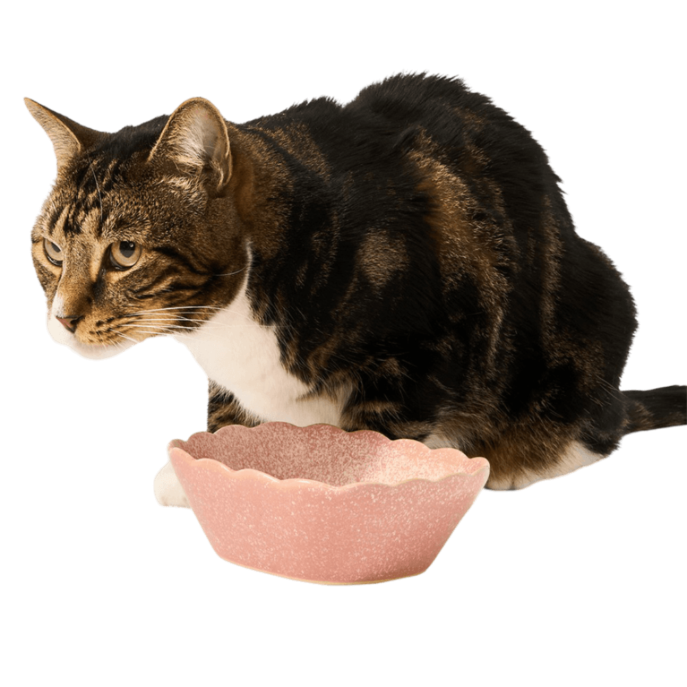 paws-for-life-scallop-ceramic-pet-bowl-pink