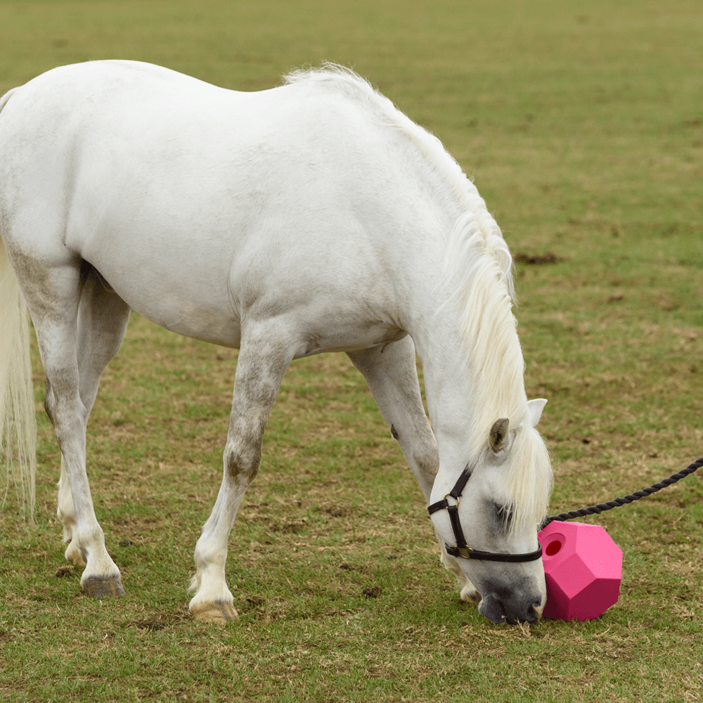 treat ball pink - lifestyle