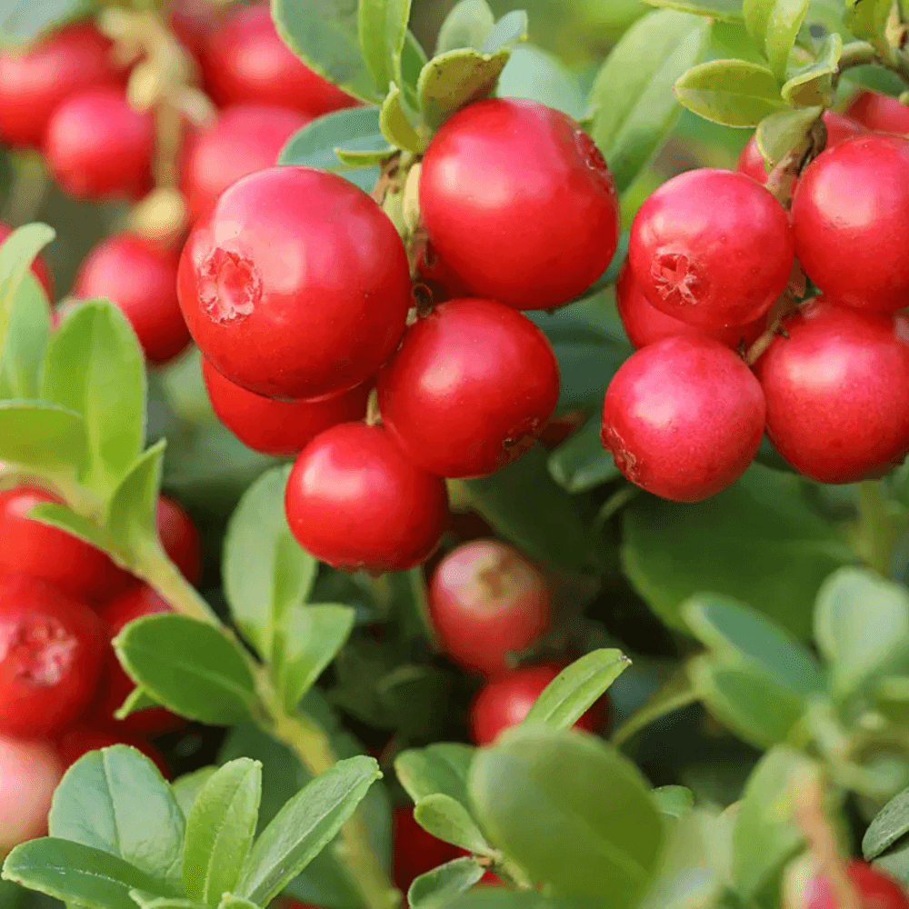 bestie thera broths urinary6