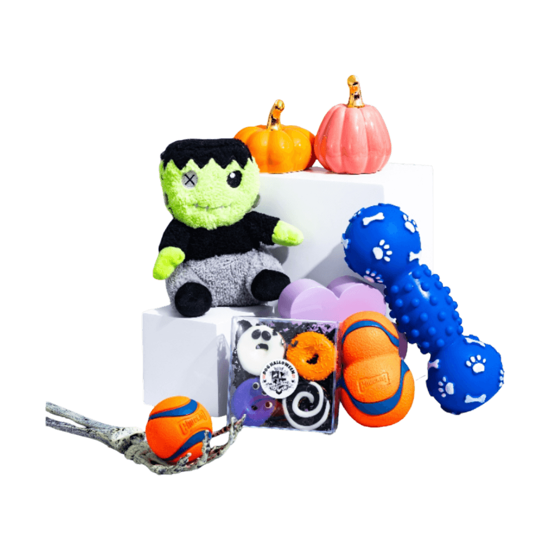 the-curious-big-dog-box