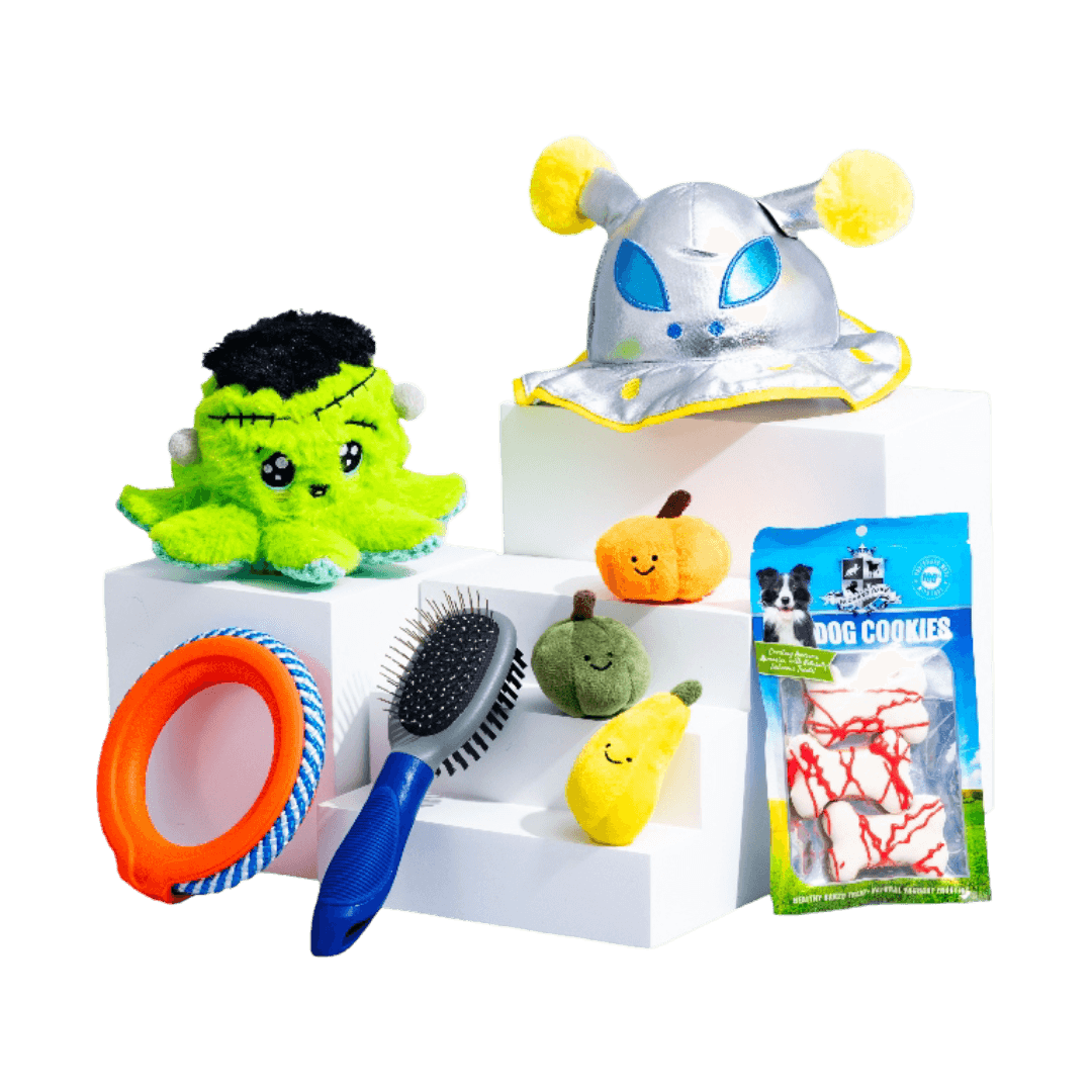 the-curious-little-dog-box