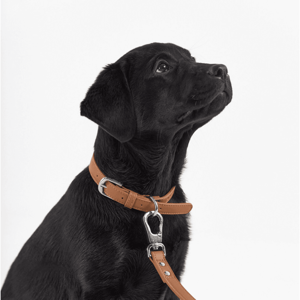St Argo Vegan Leather Dog Collar in Brown