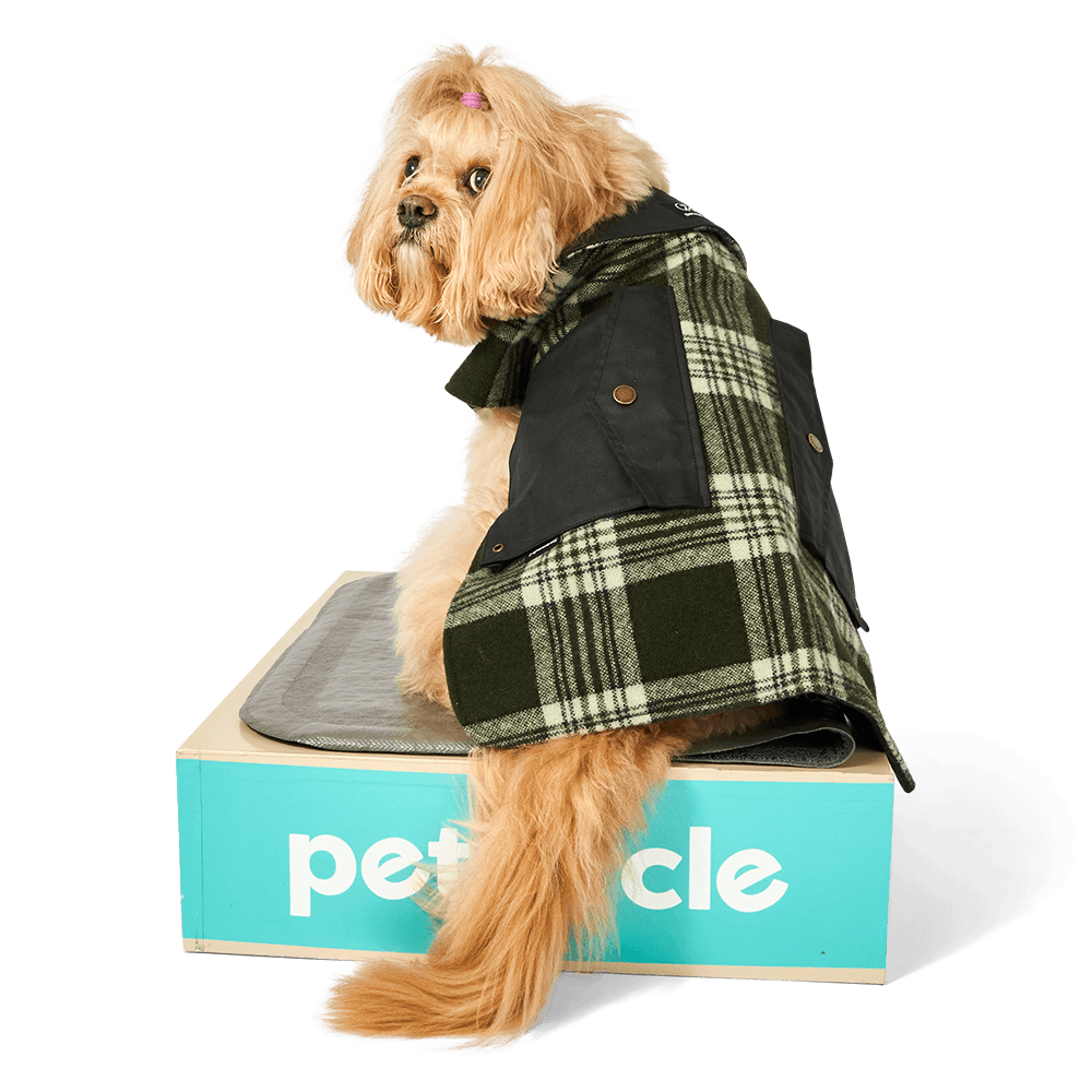 Swanndri Classic Wool Dog Coat Grey