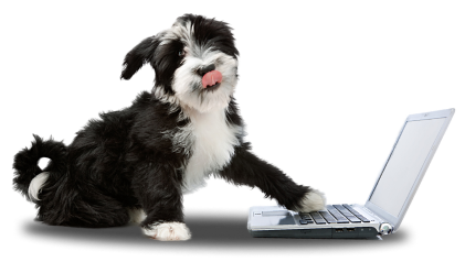 Dog with laptop