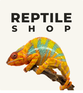 the online reptile shop