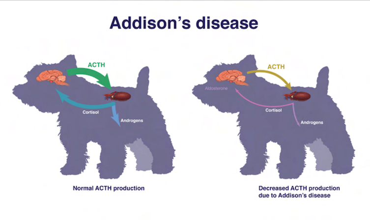 Addison s Disease In Dogs Pet Better With Pet Circle