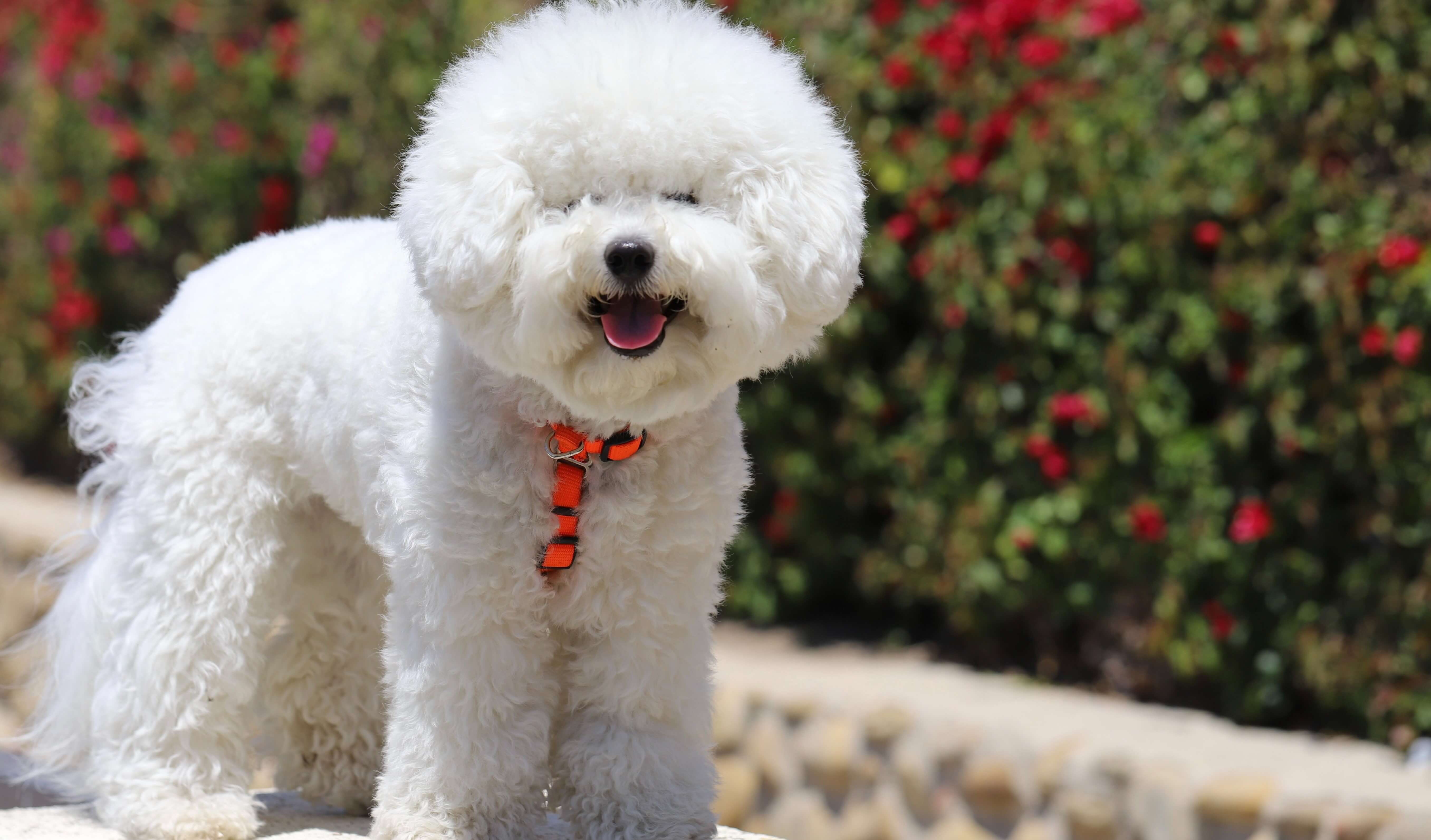 Bichon Frise Lebensdauer Bichon Fris Steckbrief NTRJT