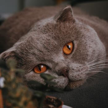 british shorthair with copper eyes