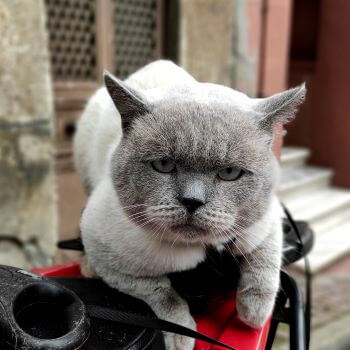 british shorthair with blue eyes