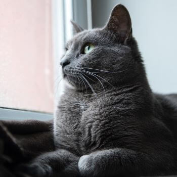 british shorthair looking out window