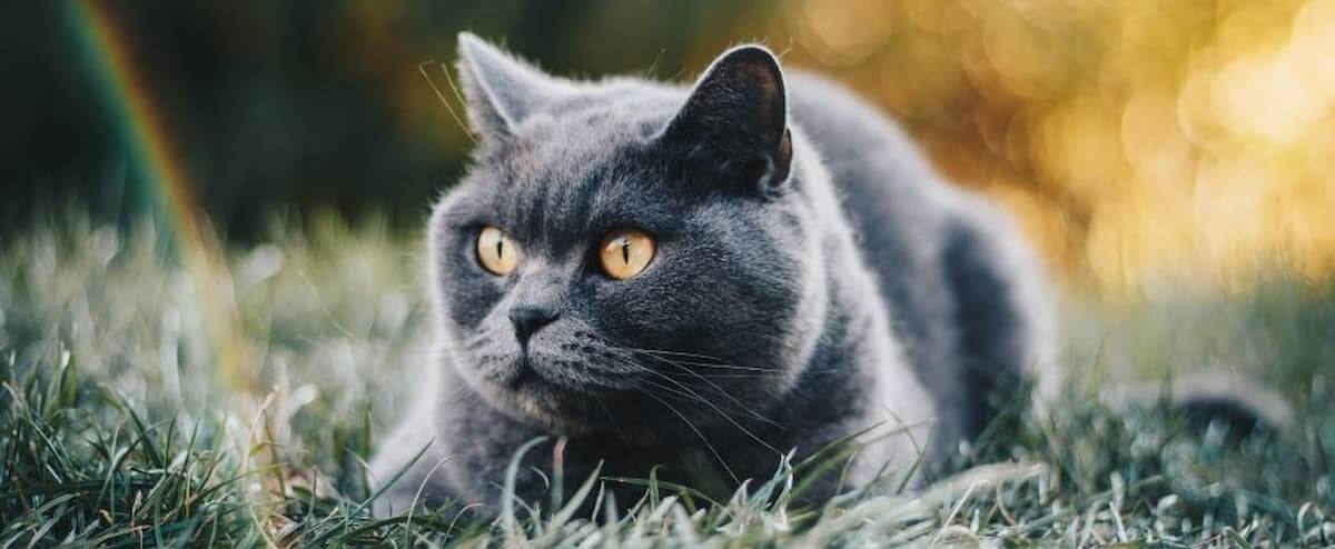 british shorthair hunting on grass
