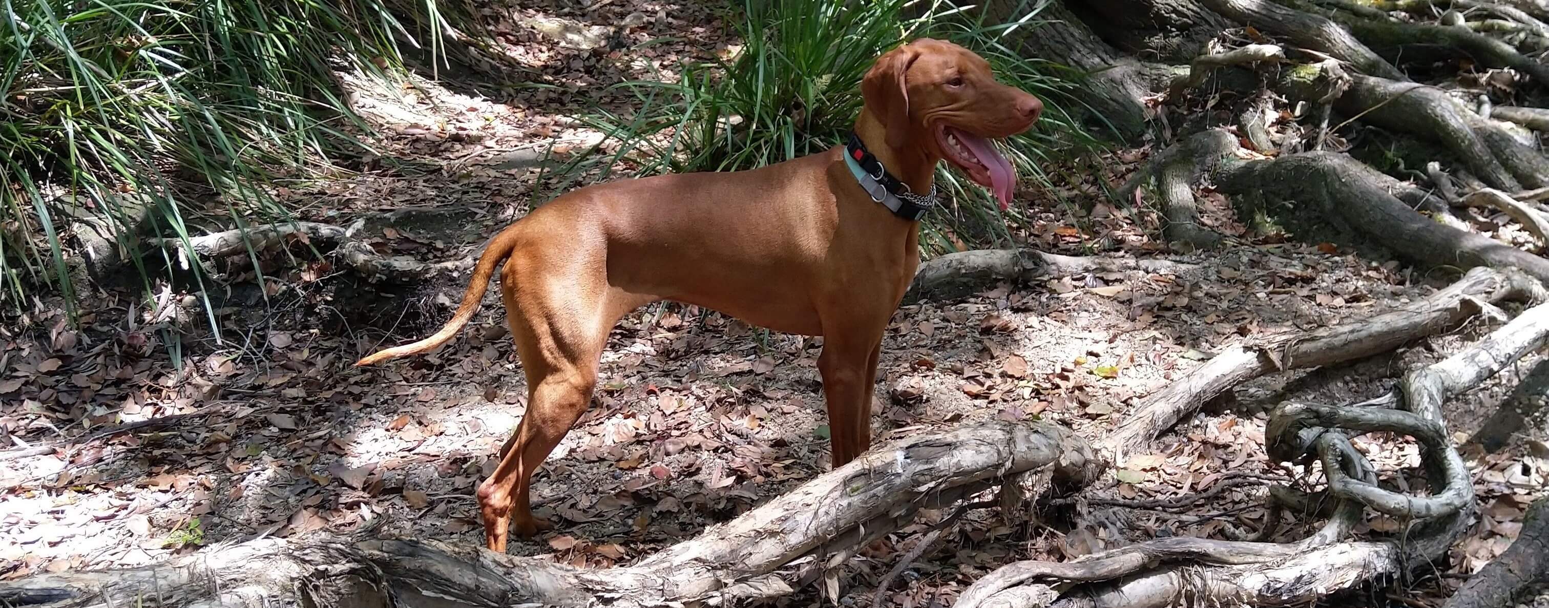 Hungarian Vizsla Complete Breed Guide Pet Better with Pet Circle