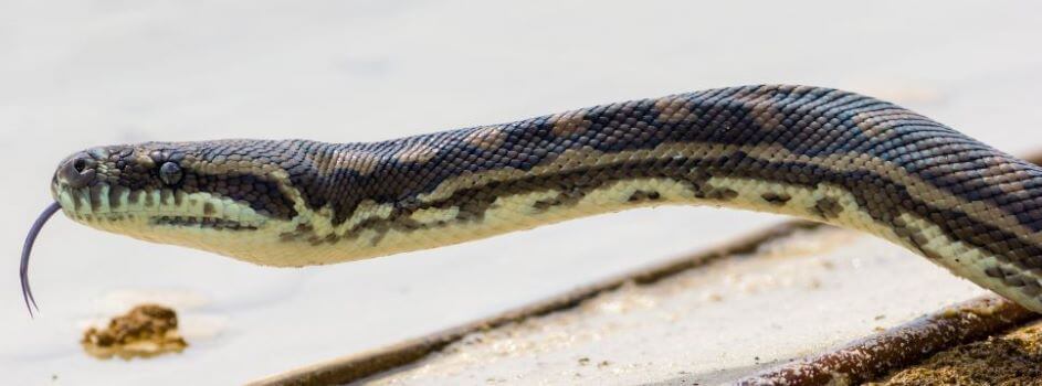 coastal carpet python