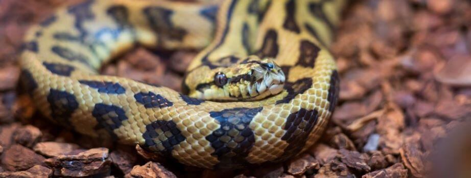 darwin carpet python