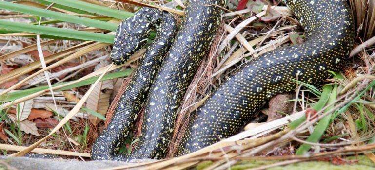 diamond python with classic markings
