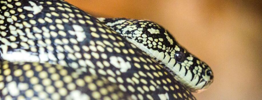 close up of diamond python head