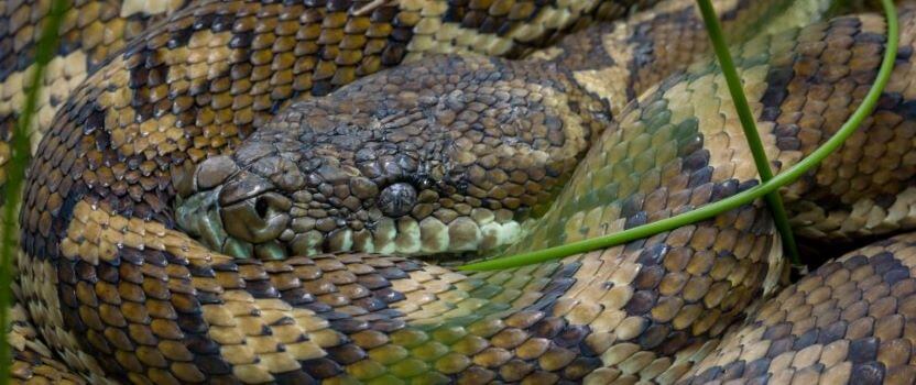 coastal carpet python