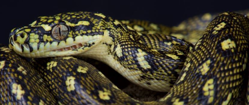 juvenile diamond python