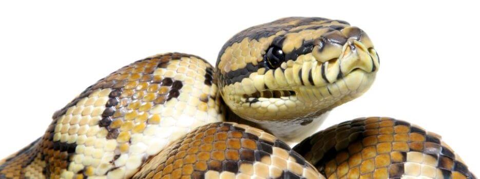 jungle carpet python