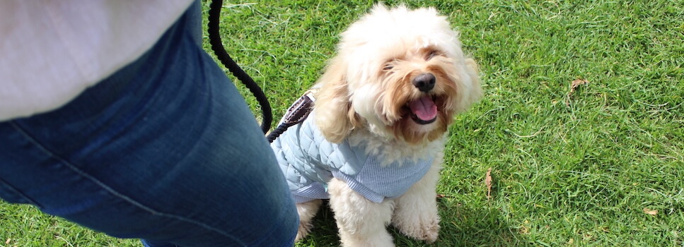 cavoodle wearing a blue coat