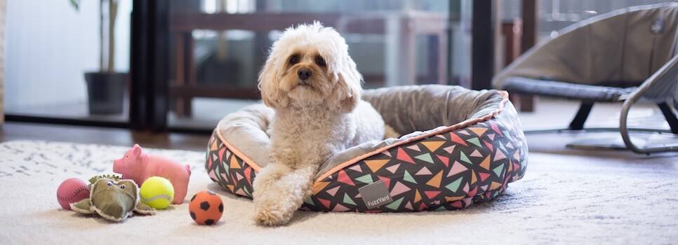 a white cavoodle sitting on a bed indoors