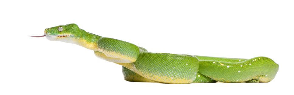 Green Tree Pythons | Pet Better with Pet Circle