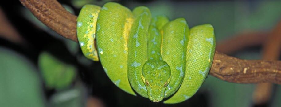 Green Tree Pythons | Pet Better with Pet Circle