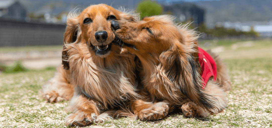 How to Find a Good Dog Trainer Pet Better with Pet Circle