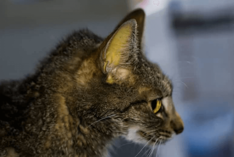 Liver Disease in Cats Pet Better with Pet Circle