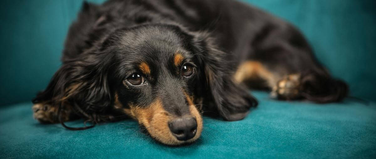 lymphoma-in-dogs-pet-better-with-pet-circle