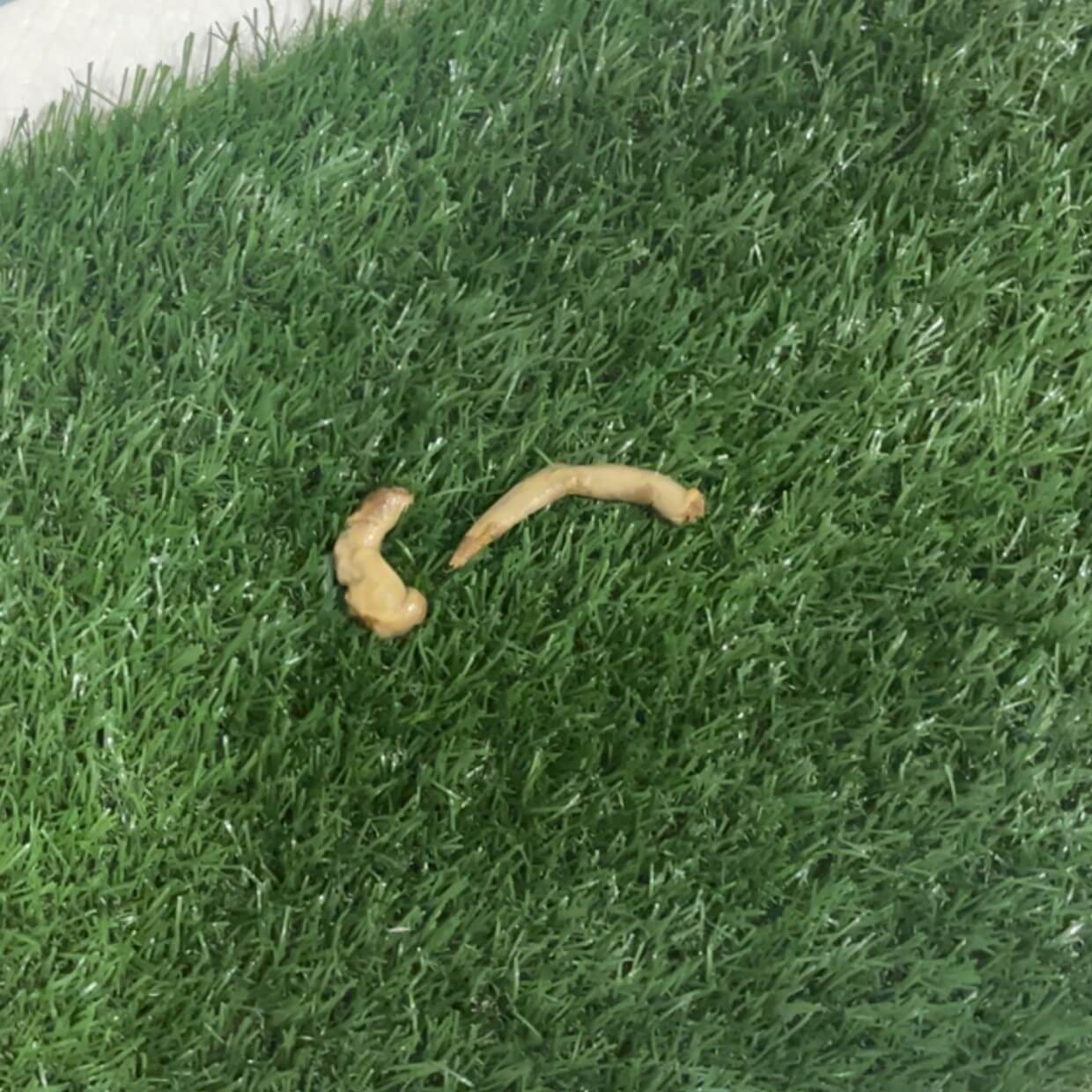 Mucus in Dog Poop Explained Causes & Solutions Pet Better with Pet